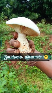 9.4K views · 7.4K reactions | Masroom..  #mushroom #mushrooms #fungi #nature #mycology #fungus #naturephotography #forest #mushroomphotography #mushroomsofinstagramFor "village vegetable" hashtags, use combinations like #VillageVegetables, #FarmFresh, #Homegrown, #OrganicGardening, and #GrowYourOwn to connect to a broader audience interested in fresh, locally sourced# #trendingaudio #villagelife | A Moundain Farmer Alagarsamy | Facebook