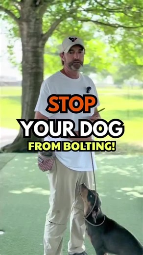 Dog Impulse Control: Stop Jumping with Calm Training