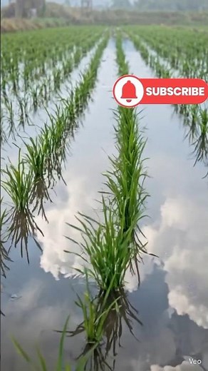How Rice Is Grown: From Seed to Harvest (Full Farming Process)#roottoharvest #riceplant #shorts