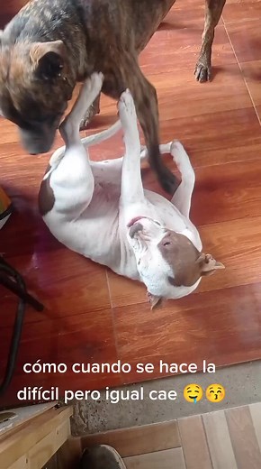 #pitbull #amor #amorperruno #viralvideo