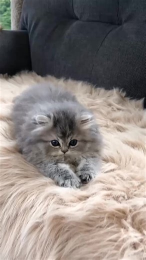 #pets #cats #kitten #cute #puppy