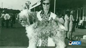 13K views · 41 reactions | A breed hallmark is the beautiful and profuse double coat—wooly underneath, with a long, fine topcoat. Meet the Tibetan Terrier! | AKCtv | Facebook