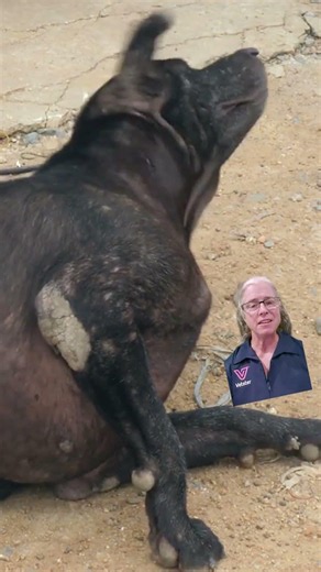 Dog Scratching and Bald Patches? It Could Be Mange