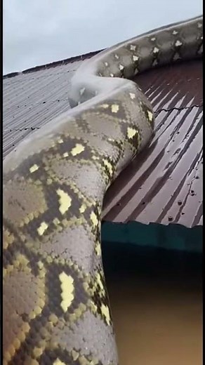 Giant Python Trapped on Rooftop During Massive Flood | Shocking Footage