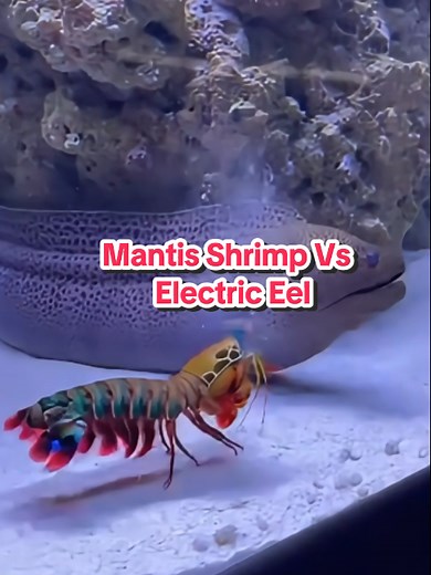 Peacock Mantis Shrimp vs Electric Eel Fight