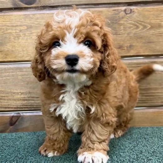 New arrival - CITIPUPS This is Charlie, a Cavapoo puppy! He is playful, silly, friendly & loves to cuddle. Charlie has been raised with care, vetted for health, and ready to join his forever family. Whether you’re in Bentonville, Northwest Arkansas, New York City or beyond, we’re here to make your puppy search seamless, accessible, and fun. ♥️ Small & Medium pups ♥️ Perfect for apartments & families ♥️ Delivery available nationwide ♥️ Health warranty ♥️ First-time dog parent support 📍Available 