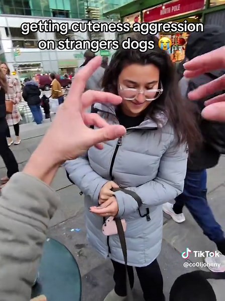 getting cuteness aggression on strangers dogs prank 😭🐶 #publicprank #comedy #prank