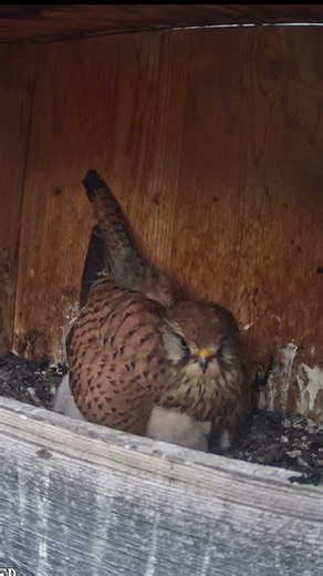 Turmfalken (Falco tinnunculus) - alle unter Mutters Fittichen ‪@C.S-t4x‬ #birds #nature #wildlife