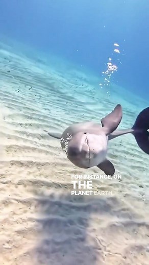 Happy World Dolphin Day 🐬 We have much to learn from these incredibly intelligent and sensitive beings. ”It is an important and popular fact that things are not always what they seem. For instance, on the planet Earth, man had always assumed that he was more intelligent than dolphins because he had achieved so much - the wheel, New York, wars, and so on - whilst all the dolphins had ever done was muck about in the water having a good time. But conversely, the dolphins had always believed that t