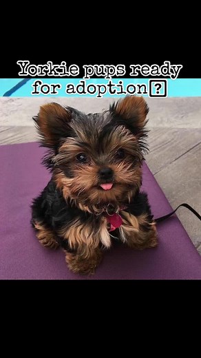 Adopt Adorable Yorkie Puppies Today
