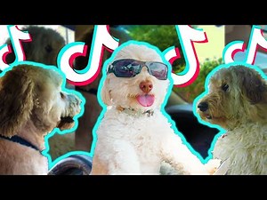 Dog Driving A Car Meme (Funny TikTok Meme) - TikTok Compilation