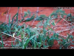 Namibia: Live stream in the Kalahari Desert