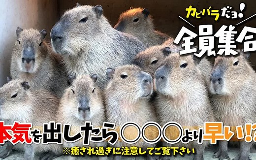 可爱水豚的一天 | 卡皮巴拉 | 摇曳露营圣地巡礼 | 日本伊豆仙人掌公园