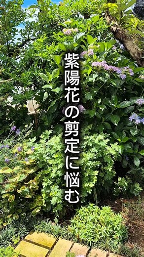 紫陽花の剪定に悩む#ガーデニング #あじさい