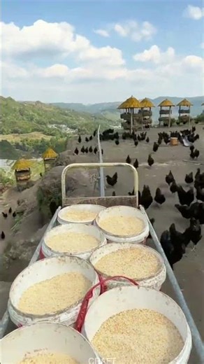 Conveyor Chicken Feed Conveyor in Poultry Farm