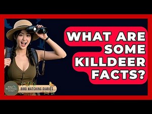 What Are Some Killdeer Facts? - Bird Watching Diaries