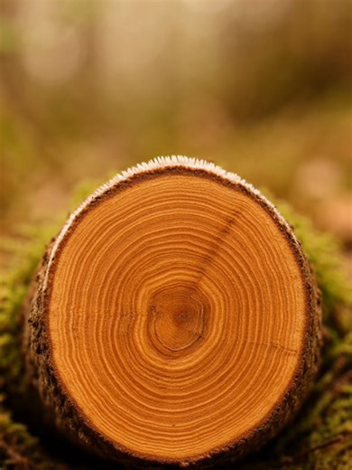 Discovering Armillaria mellea: The Honey Fungus