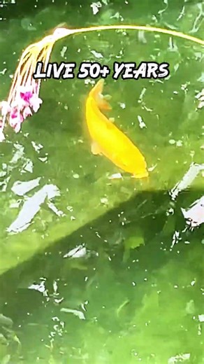 Koi Fish Ornamental Carp