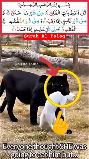 Surah Al-Falaq | Quran Recitation ❤️❤️ #quran​#islamicvoice​#quranrecitation #trending #merataiba#yt