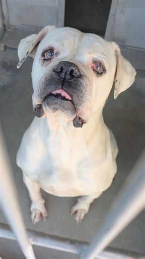 iloverescue | Adopted 🚨 SCHEDULED FOR EUTHANASIA 1/17 @ 2PM 🚨 When Bianca notices someone approaching her kennel, she gets up. Not frantic, not barking... | Instagram