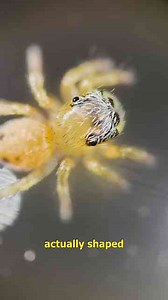 How Does A Baby Jumping Spider See The World?