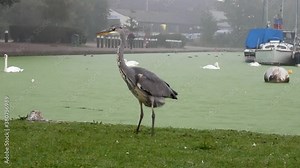 Common grey heron bird takes poop on misty green river canal grass