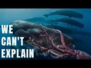 Nothing About the Sperm Whale's 230dB Click is Survivable for Giant Squids