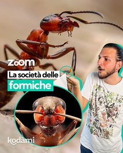 30K views · 472 reactions | Come mai le formiche camminano in fila sempre ordinate? Quali sono i compiti delle operaie? Il nostro Jacopo ci spiega come funziona il formicaio e com’è organizzata la loro società. | Kodami | Facebook