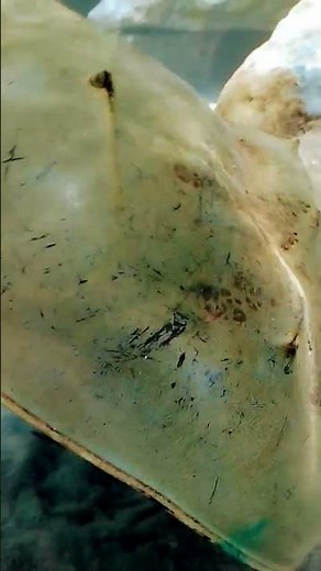 迫力のカブトガニ #古代生物 #化石 #甲殻類