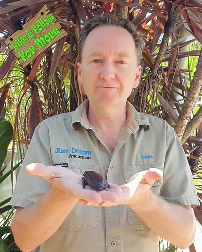 Giant Burrowing Cockroach. The world's heaviest Cockroach.