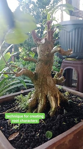 37 reactions · 13 comments | technique for creating root characters #bonsaitree #gardening #tutorial #bonsai #reels | Hadi Purnomo | Facebook