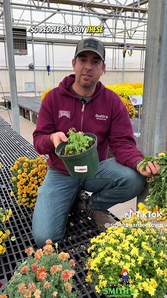 Don’t toss those mums! They're perennials, so with these tips, they can return even more beautiful next year. 🌼#smithsgardentown #chrysanthemum #perrenials #plantmums #gardencenter ##plantchrysanthemums #chrysanthemumcare #texasperrenials #perrenialgarden #plattips