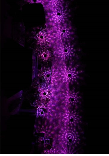 POV: you turn your garden into a light show 🔥 Meet the @Linkind.US , SP6 Smart Solar Pathway Light. You literally set them up, connect to your phone and you never have to worry about them again, as they charge in the sun ☀️. Check them out using the link in my bio 🫡 #linkindsolarlights #linkindoutdoorlights #tech #review