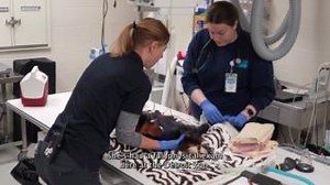 Every visit to the Detroit Zoo 🦁🌳 is an opportunity to connect - with wildlife 🦓, with nature 🌍, and with the people who make it all possible 👥. Through our new series, Connect , we’re introducing the experts behind these moments. First up: Dr. Dana Clark 🩺🐾, a veterinarian dedicated to the highest level of animal care 🦒. Follow along as we introduce more inspiring stories from our dedicated team! 🙌 | Detroit Zoo