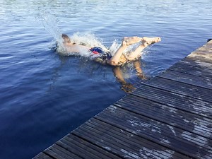 Why Does Water Feel Like Concrete When You Belly Flop Into It?