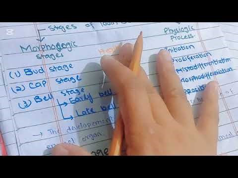 Dr Feeha khan#odontogenesis Part-II #Morphological stages of tooth Development # 3stages