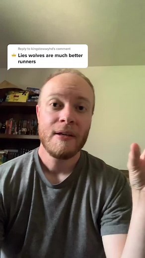 Wolves Running Long Distances Explained