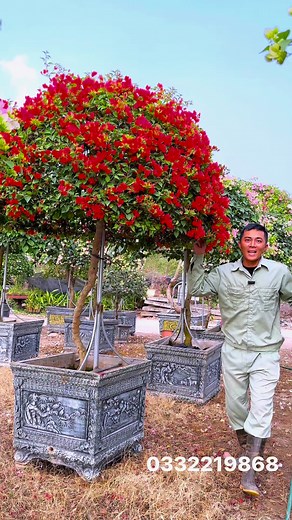 688 reactions · 12 shares | 1 chậu hoa giấy đỏ lửa thái cực đẹp ạ. Cao 2m3-2m4 tán rộng 1m7 tròn đều, trồng thuần chậu 70cm phù hợp trồng sân vườn , cây gác cổng ạ . Anh chị cần mua xin gọi 0332219868 E Ngọc địa chỉ HN ạ #xuhuong #hoa #hoagiay #hoagiaydep #yeuhoagiay #hoagiayngusac #ngochoahong | NhàVườn Ngọc Hoa Hồng | Facebook