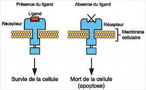 Le gène DCC protège des cancers colorectaux