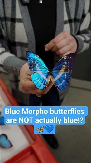 What? Blue Morpho butterflies aren't actually "blue"!? 💙 🦋