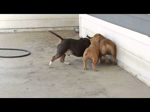 American Bully Dog Fight!! Bully Battle!!