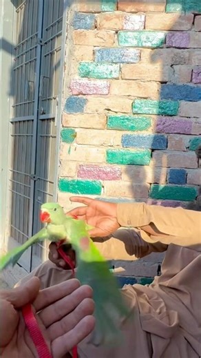 mithu first flying 😍cinimini zoo #shorts #viralvideo #shortvideo
