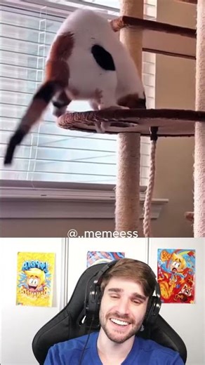 SE VC TEM UM GATO CUIDADO COM ISSO!!