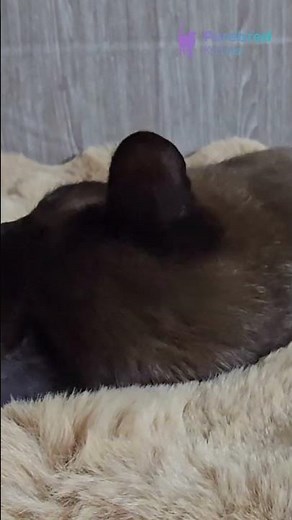 Meet Odysseus: The Sable Burmese Kitten | Affectionate, Loyal & People-Loving #Burmese