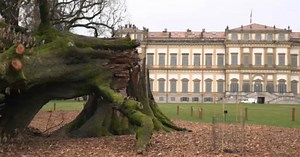 Come rinasce una quercia secolare abbattuta dalla tempesta