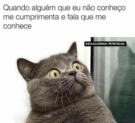 👑 príncipe zulu on Instagram: "#cats #humor"