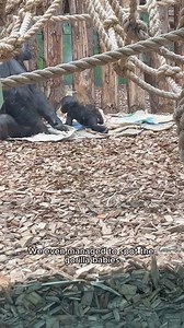 37K views · 32 reactions | Tickets are selling fast for this year's Zoo Nights! Get 4 hours of Zoo time for 30% less than a day ticket | London Zoo | Facebook