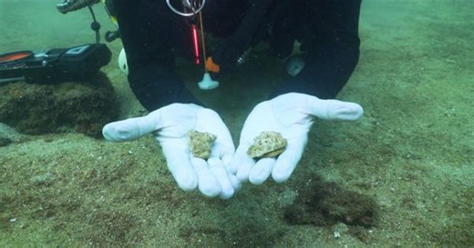 Eco India: Could ‘adopting a coral’ support marine conservation in Goa?