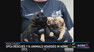 SPCA of Texas rescues 116 dogs and one snake from Rusk County