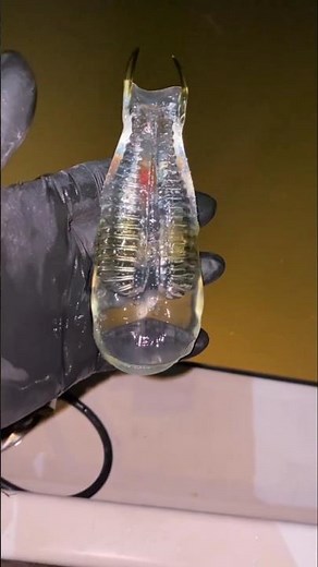 Salp in Water #facts